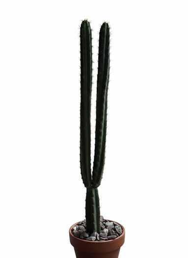 San Pedro Peruvian Torch Cactus Echinopsis peruviana