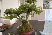 bonsai