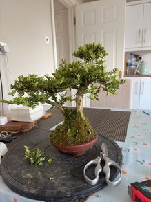 bonsai