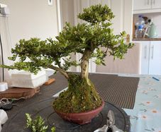 bonsai