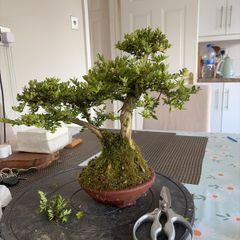 bonsai
