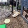 ducklings Image 3