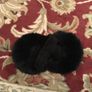 Beautiful Earmuffs Image 3