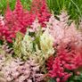 plants Image 7