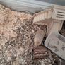 gerbils Image 3