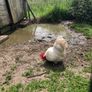 rooster Image 2