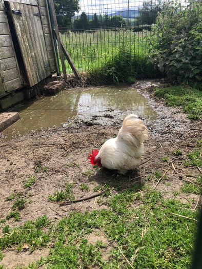 rooster