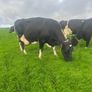 Milking cows Image 9