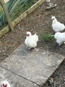 Free silky cock