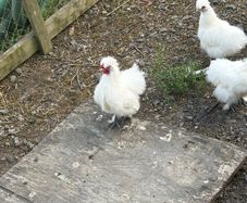 Free silky cock
