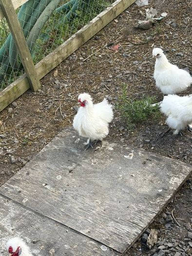 Free silky cock