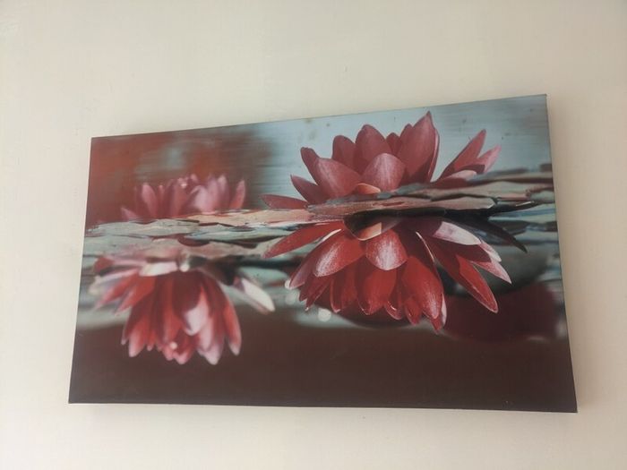 Canvases x 5