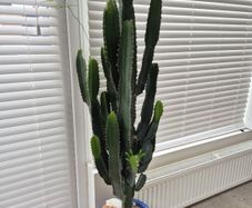 Very Tall Euphorbia ingens / eritrea (Candelabra Tree / Cowboy Cactus)