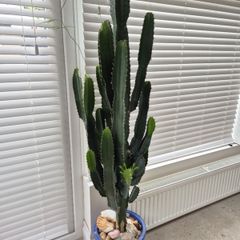 Very Tall Euphorbia ingens / eritrea (Candelabra Tree / Cowboy Cactus)