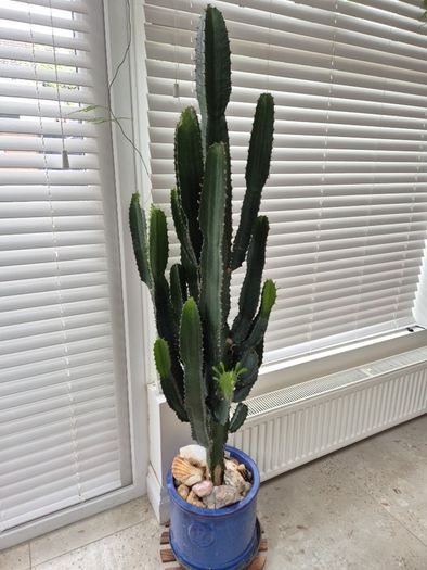 Very Tall Euphorbia ingens / eritrea (Candelabra Tree / Cowboy Cactus)