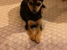 Dog home boarding Image 4