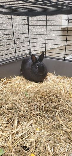 Rabbits Small Furries for adoption in Swords, Dublin from linda9
