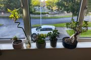 Bonzai + 4 home plants