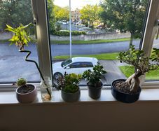 Bonzai + 4 home plants