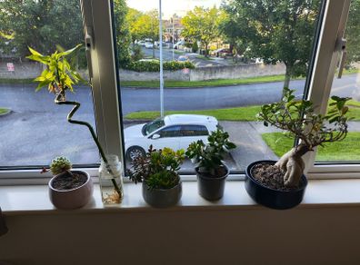Bonzai + 4 home plants