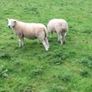 Lleyn Rams Image 5
