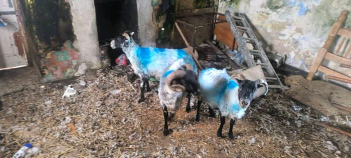 Sheep