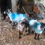Sheep Image 5
