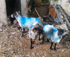 Sheep
