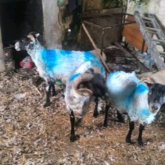 Sheep