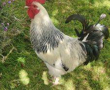 Sussex Rooster