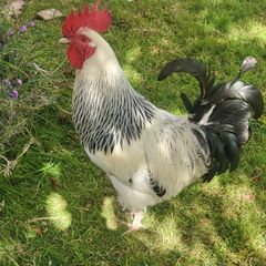 Sussex Rooster