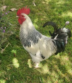 Sussex Rooster