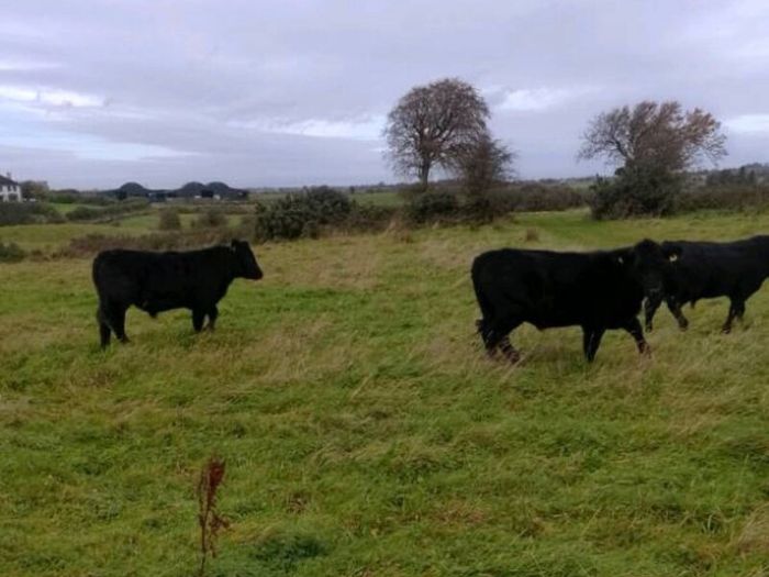 Cattle