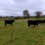 Cattle Image 3