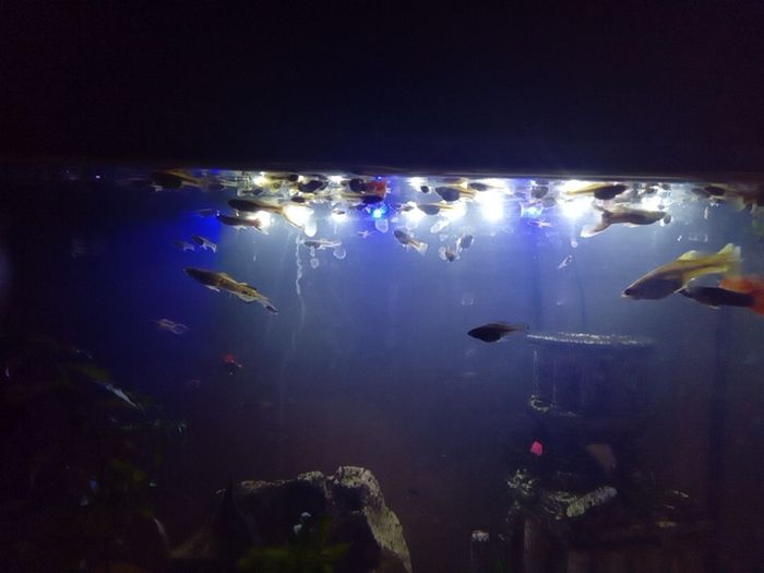 Guppies