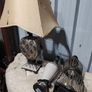 clear out Image 3