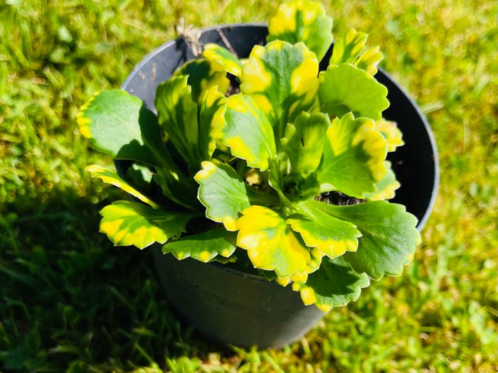 8-Piece Plant & Shrub Set incl. Fresh Mint
