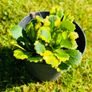 8-Piece Plant & Shrub Set incl. Fresh Mint Image 7
