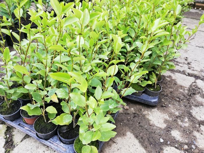 Griselinia Hedging