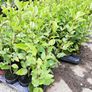Griselinia Hedging Image 4
