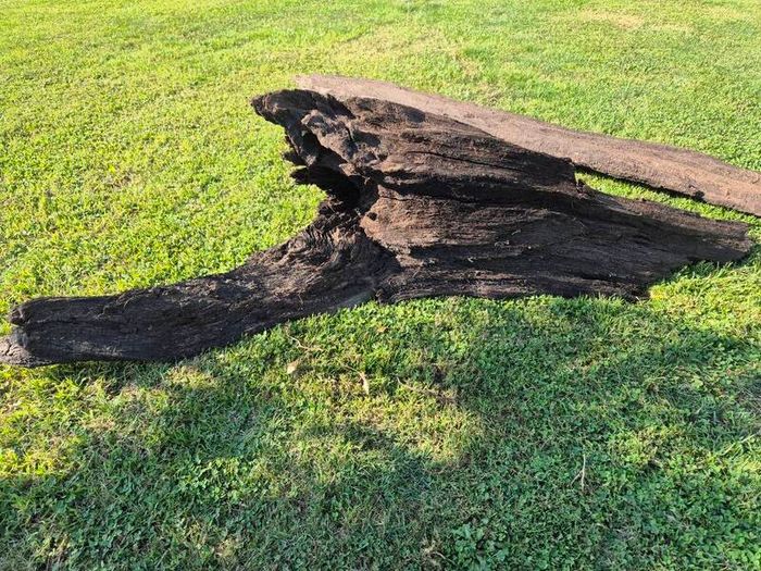 Ancient Bog Oak from Co.Kildare Bog