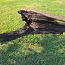 Ancient Bog Oak from Co.Kildare Bog Image 6