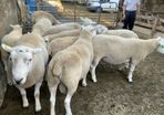 Lleyn Hogget Rams