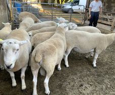 Lleyn Hogget Rams