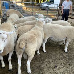 Lleyn Hogget Rams