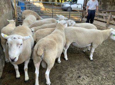 Lleyn Hogget Rams