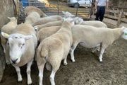 Lleyn Hogget Rams
