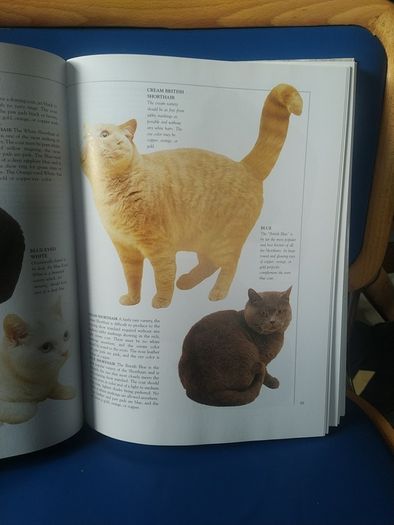 Giant Book of the Cat