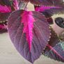 Coleus House Plants Image 2