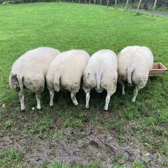Beltex rams